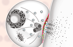 perforin and granzymes